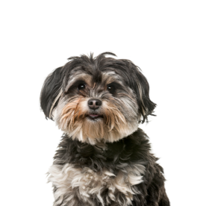 Petland Hoffman Estates, IL Shih Poo