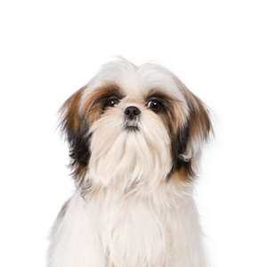 Petland Hoffman Estates, IL Shih Tzu