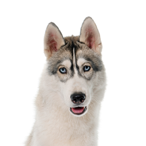 Petland Hoffman Estates, IL Siberian Husky