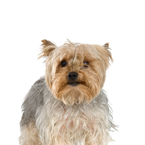 Petland Hoffman Estates, IL Silky Terrier