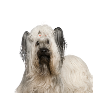 Petland Hoffman Estates, IL Skye Terrier