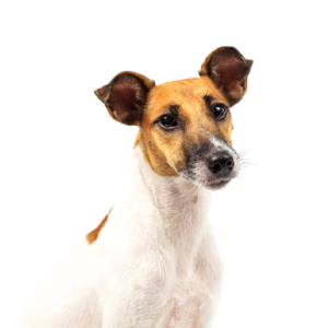 Petland Hoffman Estates, IL Smooth Fox Terrier