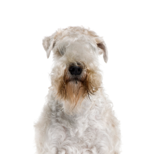 Petland Hoffman Estates, IL Soft Coated Wheaten Terrier