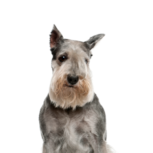Petland Hoffman Estates, IL Standard Schnauzer