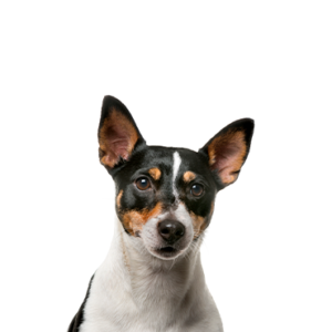 Petland Hoffman Estates, IL Toy Fox Terrier