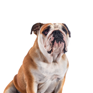 Petland Hoffman Estates, IL Victorian Bulldog