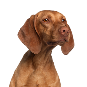 Petland Hoffman Estates, IL Vizsla