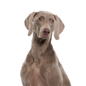 Petland Hoffman Estates, IL Weimaramer