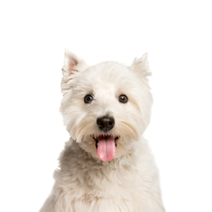 Petland Hoffman Estates, IL West Highland Terrier