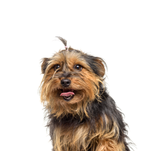 Petland Hoffman Estates, IL Yorkie-Chon