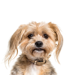 Petland Hoffman Estates, IL Yorkiepoo