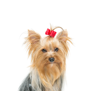 Petland Hoffman Estates, IL Yorkshire Terrier
