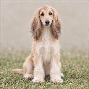 Elegant Afghan Hound with flowing, silky coat standing gracefully outdoors