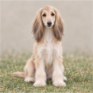 Elegant Afghan Hound with flowing, silky coat standing gracefully outdoors