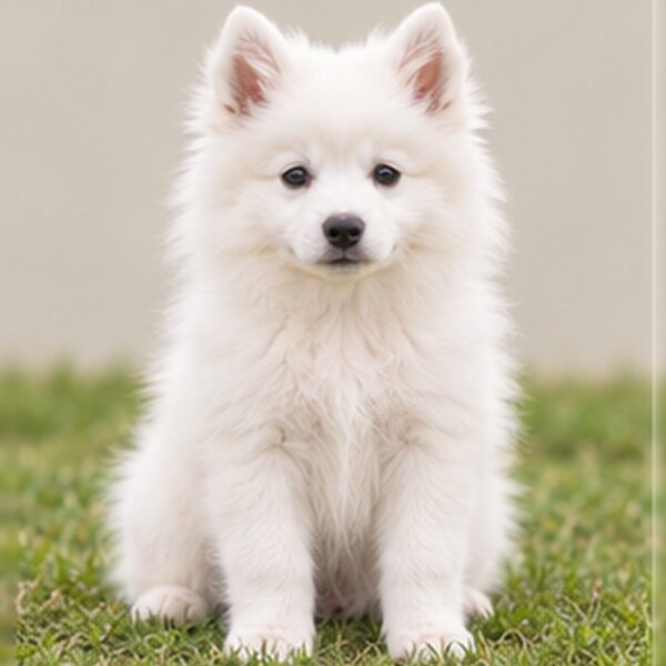 Fluffy white dog with a smiling expression, standing proudly on grass