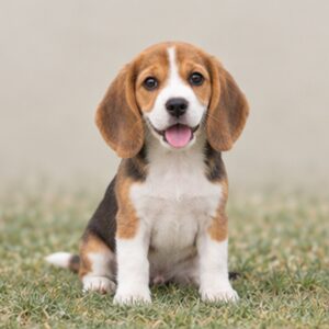 Tri-color beagle sitting upright with a curious expression and short, smooth coat