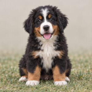 Fluffy black, white, and rust coat with a friendly expression, standing proud