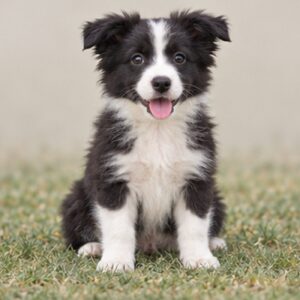 Black and white Border Collie sitting attentively, with alert ears and expressive eyes