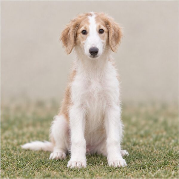 A tall, elegant Borzoi with a flowing, silky white coat sitting gracefully