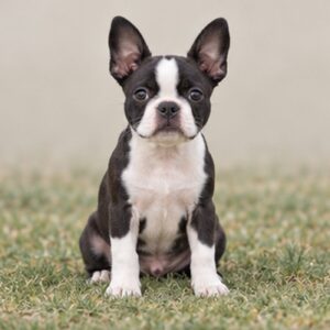 Black and white Boston Terrier sitting upright, looking curiously at the camera