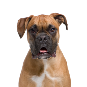 Petland Hoffman Estates, IL Boxer