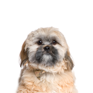 Petland Hoffman Estates, IL Cavachon