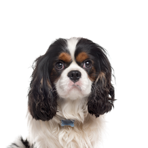 Petland Hoffman Estates, IL Cavalier King Charles Spaniel