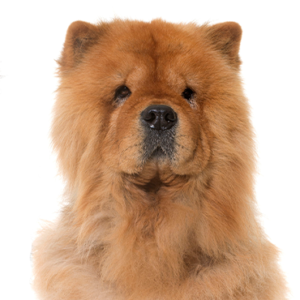 Petland Hoffman Estates, IL Chow Chow