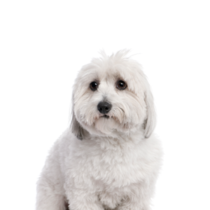 Petland Hoffman Estates, IL Coton De Tulear
