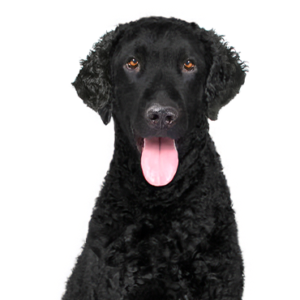 Petland Hoffman Estates, IL Curly-Coated Retriever