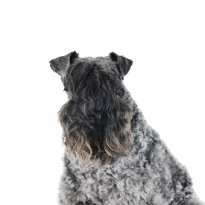 Petland Hoffman Estates, IL Kerry Blue Terrier