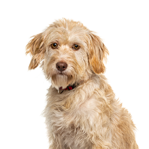 Petland Hoffman Estates, IL Labradoodle