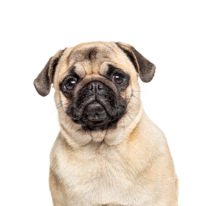 Petland Hoffman Estates, IL Pug