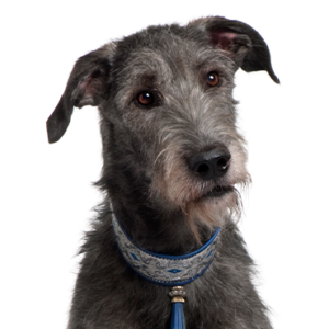 Petland Hoffman Estates, IL Scottish Deerhound