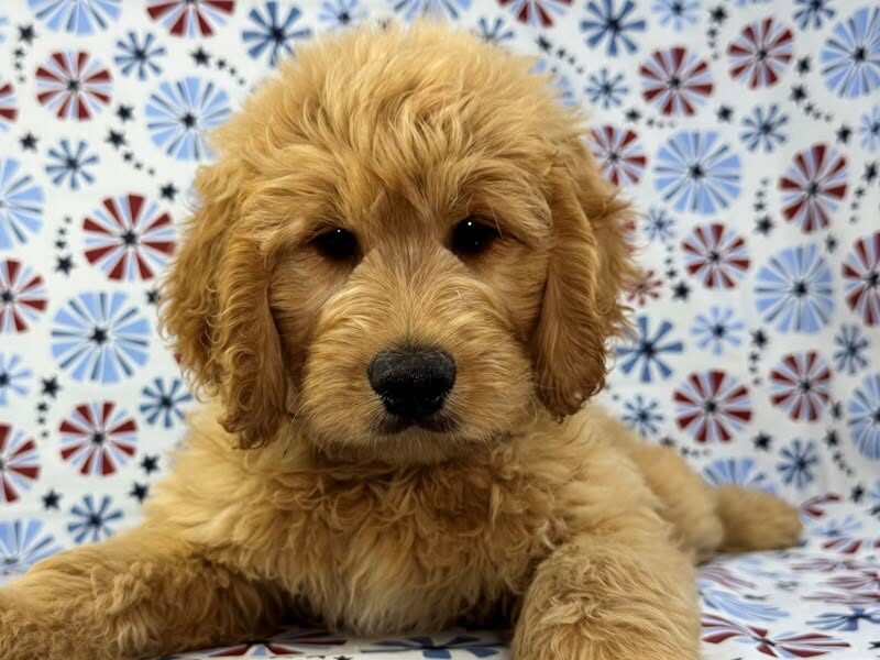 A curly-coated puppy resting and looking at the camera