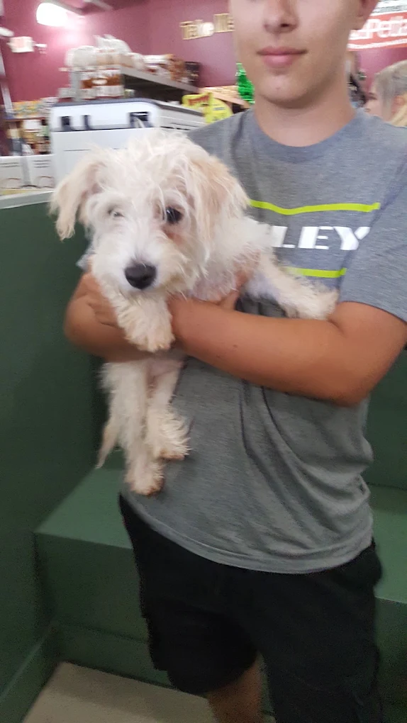 A family member holding a white puppy at Petland Hoffman Estates