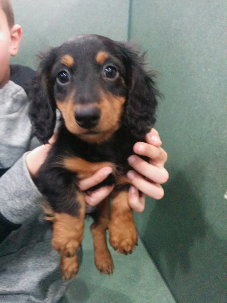 A young dachshund puppy being gently held